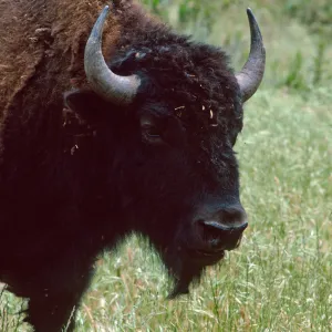 bison, Cottonwood Canyon, Catalina Island