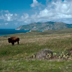 bison, Little Harbor Road, Catalina Island