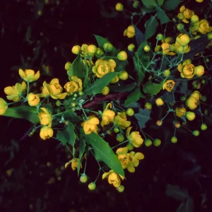 Berberis nevinii, Santa Barbara Botanic Garden