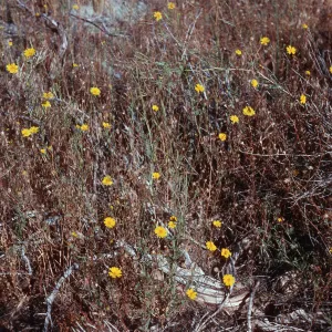 Madia elegans wheeleri in sagebrush, meadow #1, Yellowjacket Campground