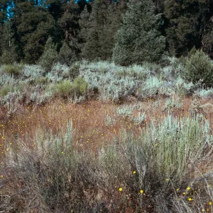 Madia elegans in sagebrush, meadow #1, Yellowjacket Campground