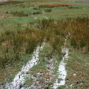 Eleocharis, OHV damage, meadow #1, Yellowjacket Campground