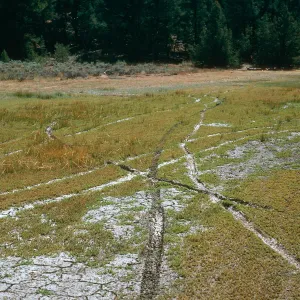 OHV damage, East end of meadow #1, Yellowjacket Campground