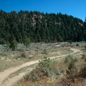 meadow #1, West end, Yellowjacket Campground