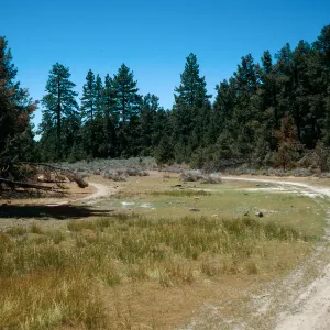 meadow #1, looking West, Yellowjacket Campground