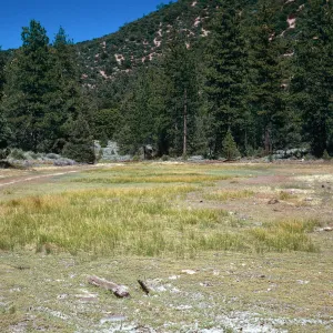 meadow #1, looking East, Yellowjacket Campground