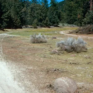 meadow #1, Yellowjacket Campground