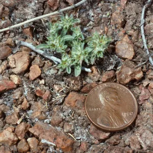 Evax, meadow #1, Yellowjacket Campground