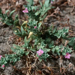 Boisduvalia, meadow #1, Yellowjacket Campground