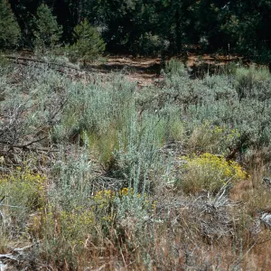 Sagebrush Scrub w/Eriogonum umbellatum, meadow #1, Yellowjacket Campground