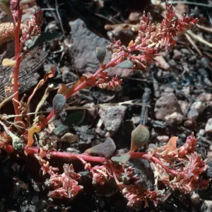 Calyptridium, meadow #1, Yellowjacket Campground