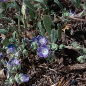 Phacelia, meadow #1, Yellowjacket Campground