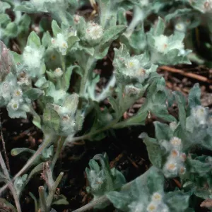 Gnaphalium palustre, meadow #1, Yellowjacket Campground