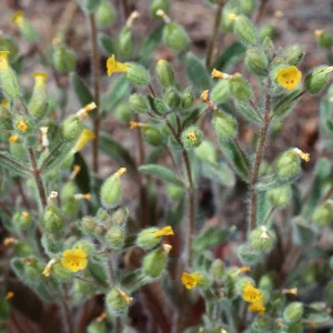 Mimulus pilosus, meadow #1, Yellowjacket Campground