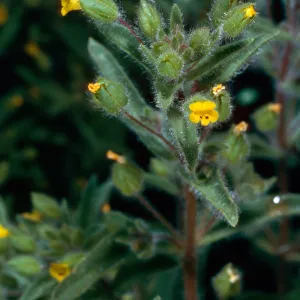 Mimulus pilosus, meadow #1, Yellowjacket Campground