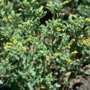 Mimulus pilosus, meadow #2, Yellowjacket Campground