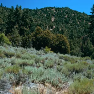 Sagebrush Scrub, Southwest end of meadow #3, Yellowjacket Campground