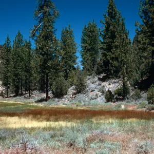 brown= Eleocharis, looking East, meadow #3, Yellowjacket Campground