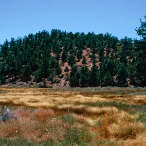West end of meadow #3, Yellowjacket Campground