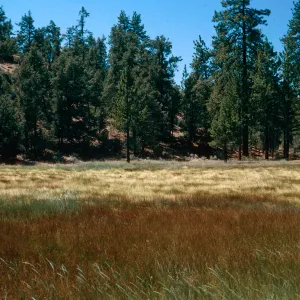 brown=Eleocharis, meadow #3, looking North, Yellowjacket Campground