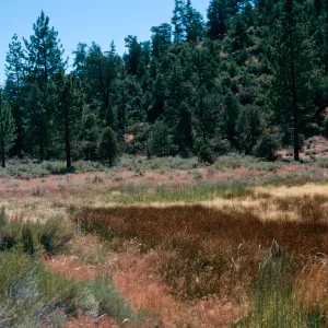 brown=Eleocharis, meadow #3, looking West, Yellowjacket Campground
