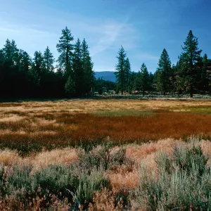brown=Eleocharis, meadow #3, looking NorthYellowjacket Campground