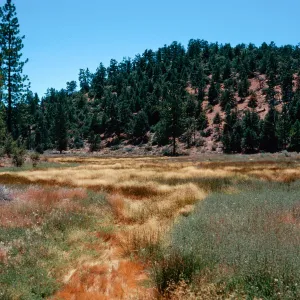 tan=Deschampsia danthonioides, meadow #3, looking West, Yellowjacket Campground
