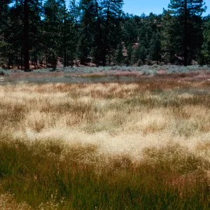 tan=Deschampsia danthonioides, meadow #3, looking West, Yellowjacket Campground