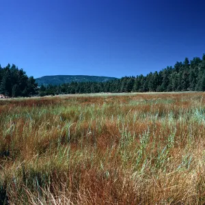 meadow #4, Yellowjacket Campground