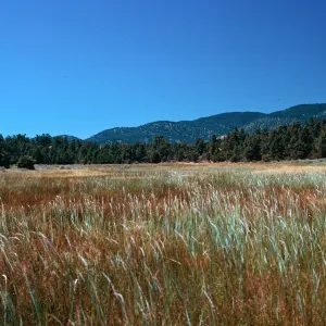 meadow #4, Yellowjacket Campground