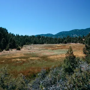 meadow #4, Yellowjacket Campground