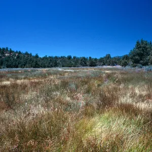 meadow #4, looking East, Yellowjacket Campground