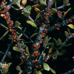 scale insects on Ceanothus (California Lilac), Yellowjacket Campground