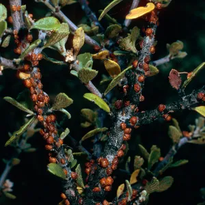 scale insects on Ceanothus (California Lilac), Yellowjacket Campground