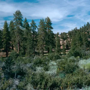 Yellowjacket Campground