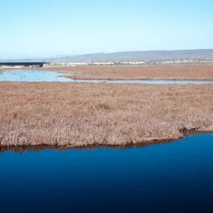 Surf, salt marsh at Ocean Park, Santa Ynez River, Santa Barbara County