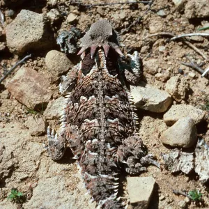 Horned Lizard, Lake Cachuma burn, Santa Barbara County