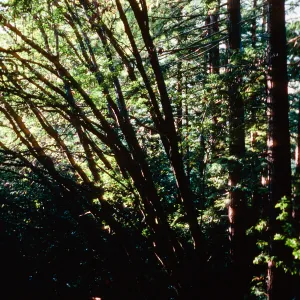 Limekiln Creek, Big Sur, Monterey County