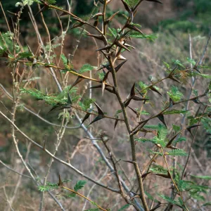 Thorn Scrub, Mazatlan-Durango Highway, Mexico