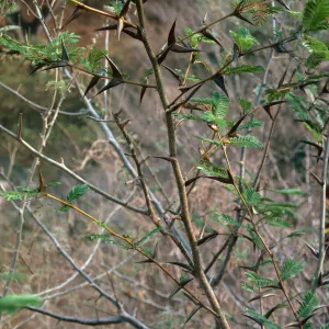 Thorn Scrub, Mazatlan-Durango Highway, Mexico