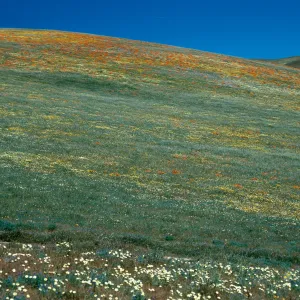 Gorman