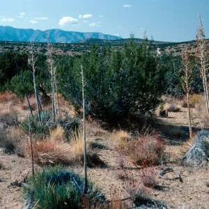 Juniperus, Yucca