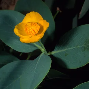 Dendromecon harfordii, Santa Barbara Botanic Garden