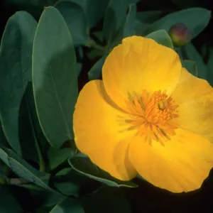 Dendromecon harfordii, Santa Barbara Botanic Garden