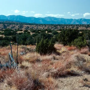 Juniperus, Yucca