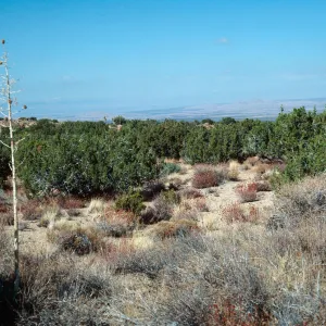 Juniperus, Yucca