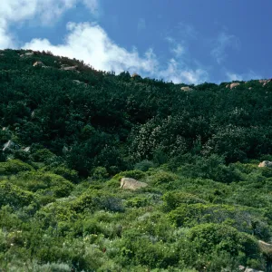 Lithocarpus Forest, head of San Augustine Road, Hollister Ranch, Santa Barbara County