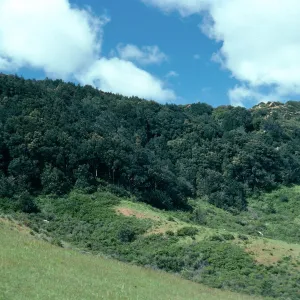 Lithocarpus Forest, head of San Augustine Road, Hollister Ranch, Santa Barbara County