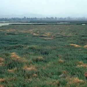 Carpinteria Slough, Santa Barbara County