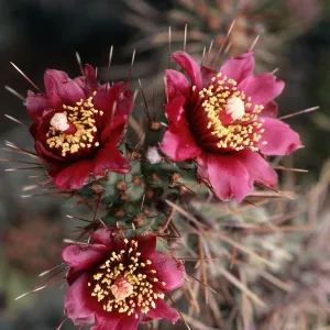 Opuntia prolifera, West end of East Anacapa Island